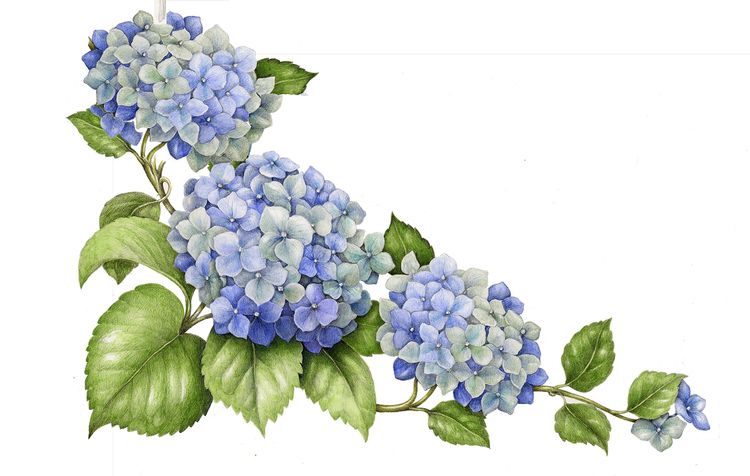 Blue Hydrangea Drawing at GetDrawings | Free download