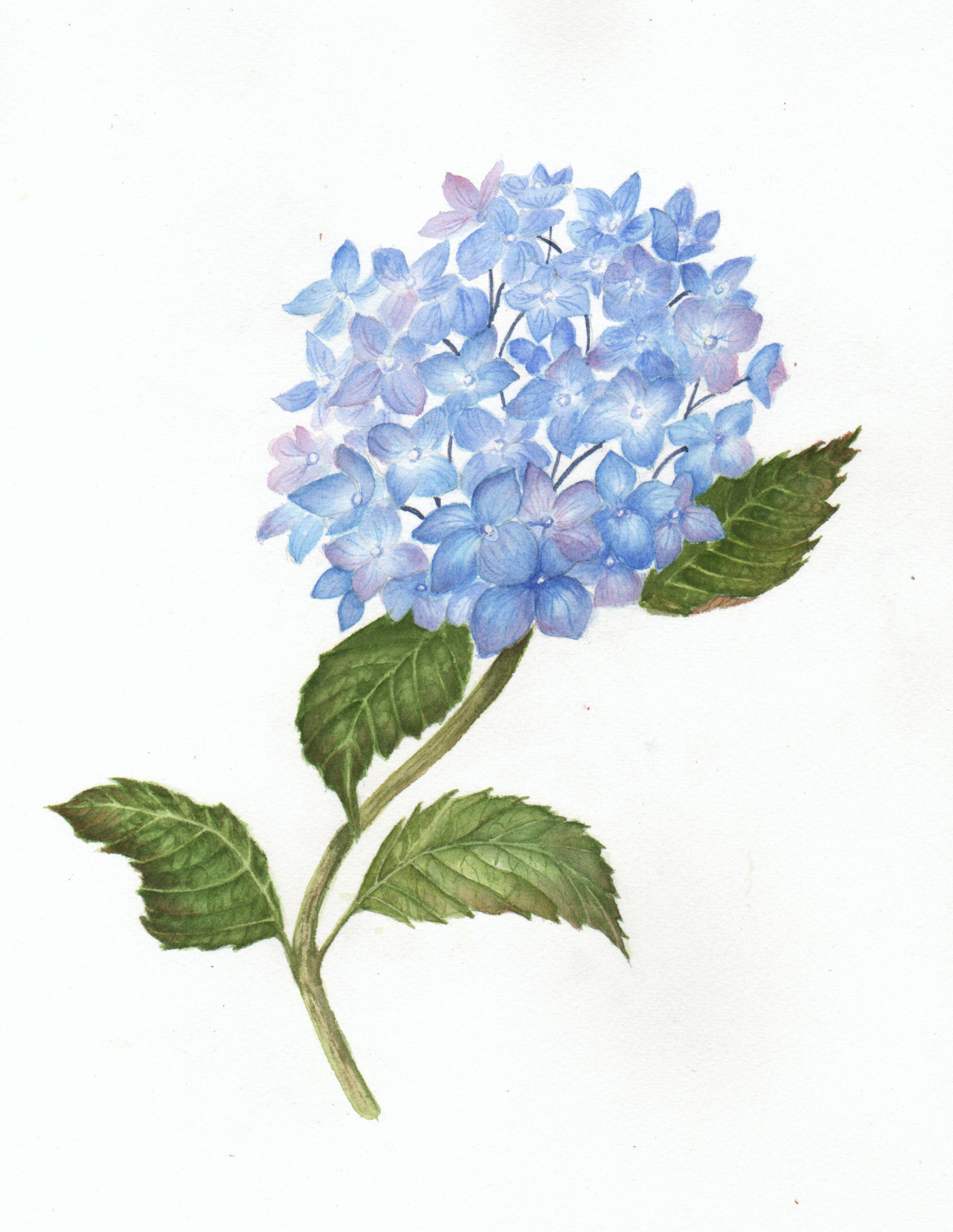 Blue Hydrangea Drawing at GetDrawings Free download