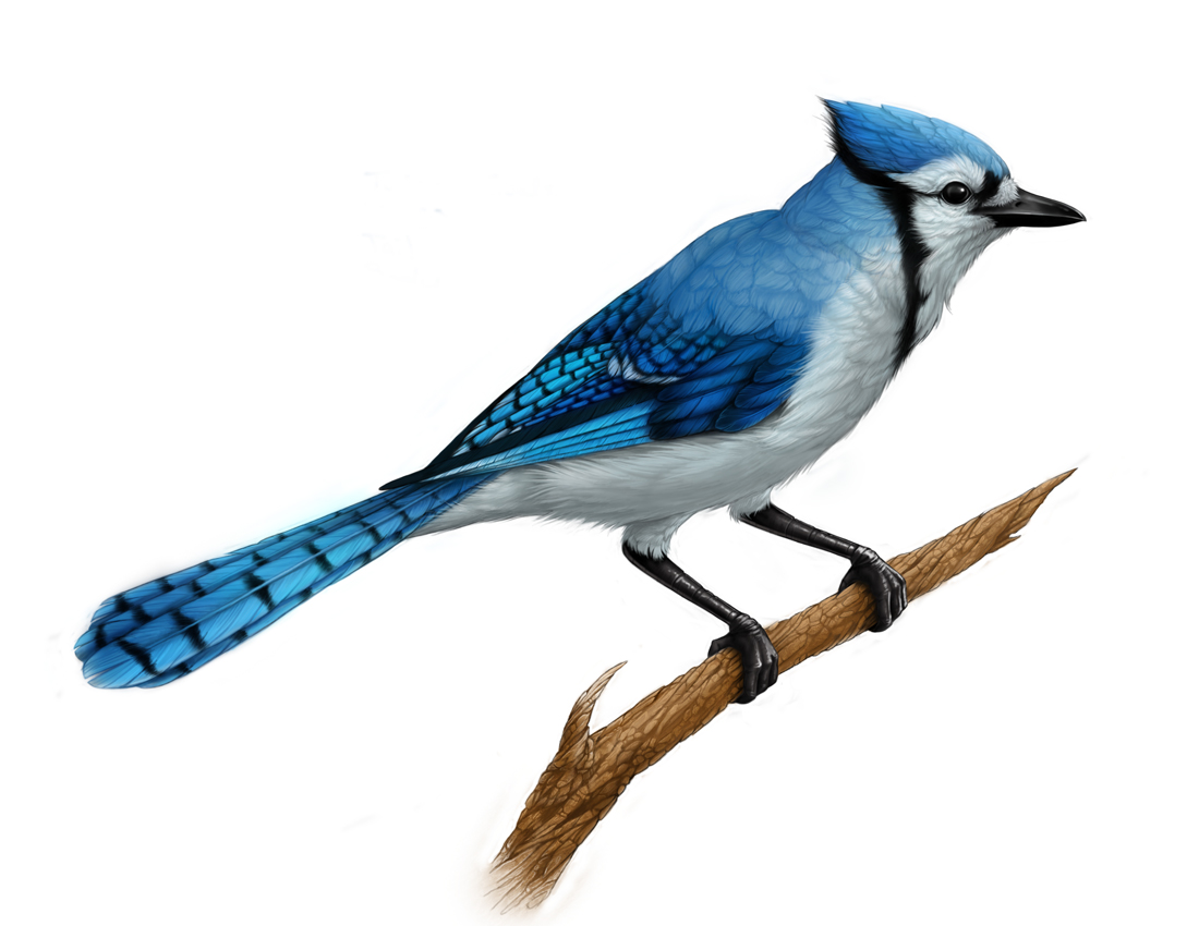 Blue Jay Bird Drawing at GetDrawings Free download