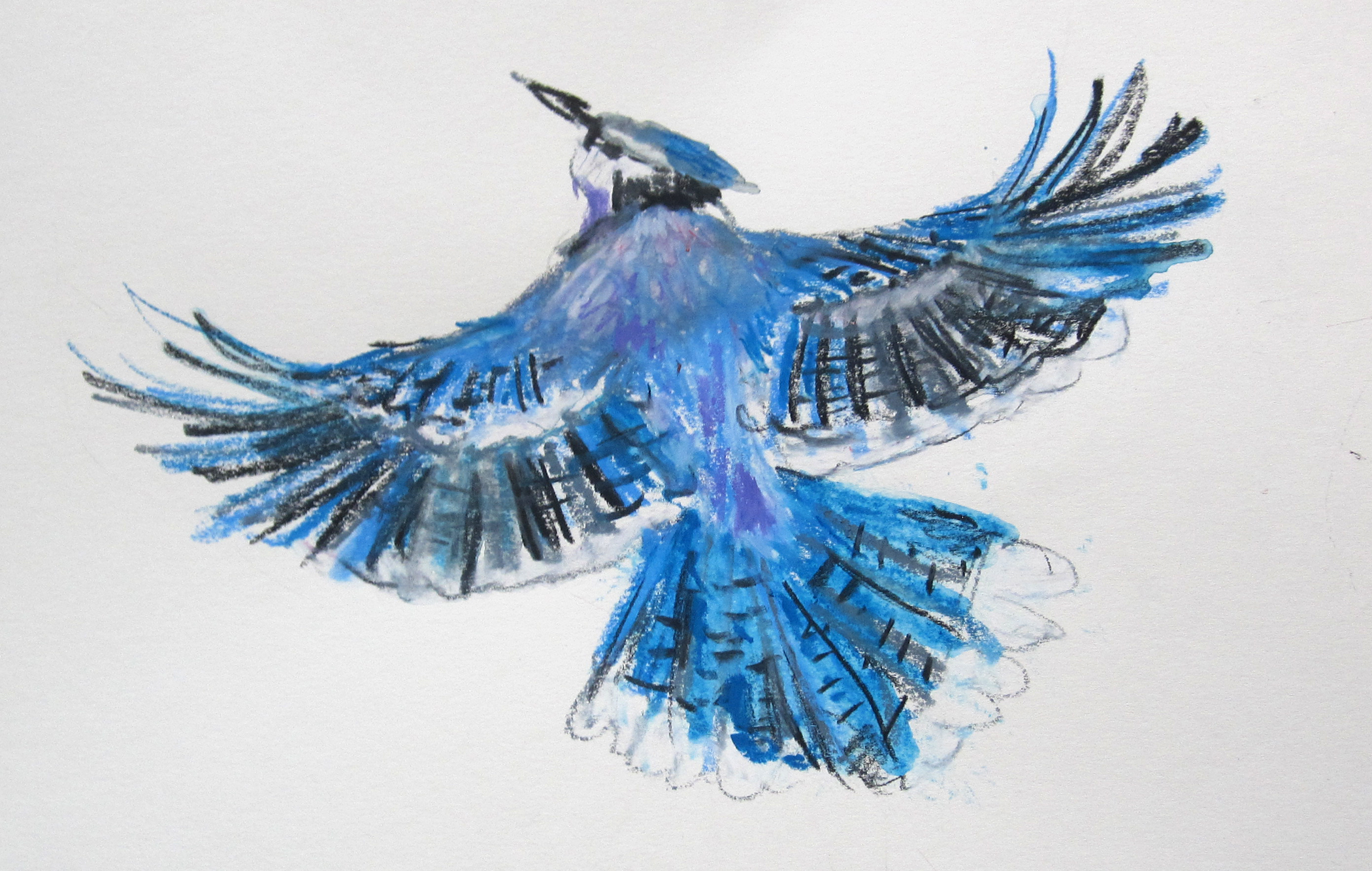 Blue Jay Drawing at GetDrawings | Free download