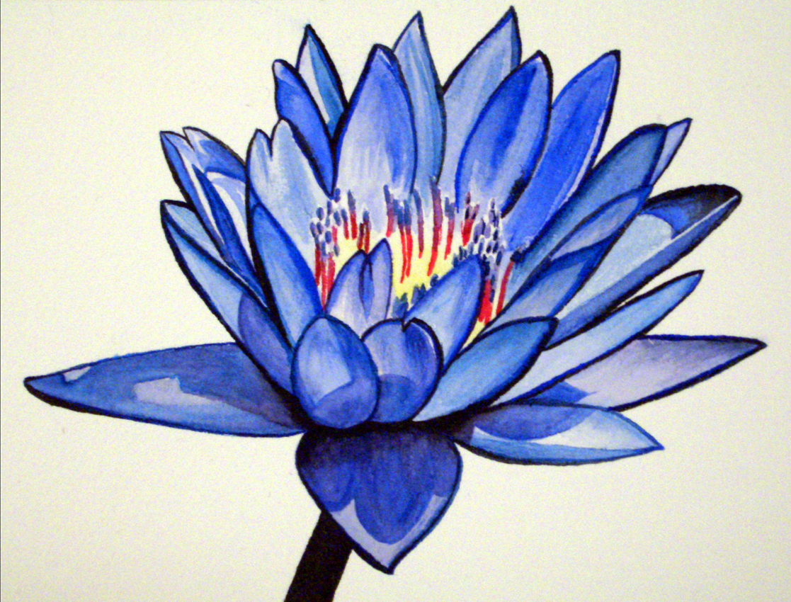 Blue Lotus Flower Drawing at GetDrawings Free download