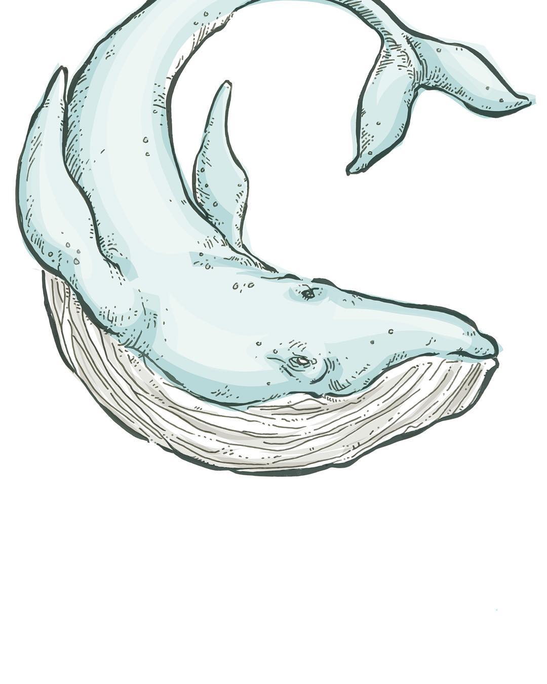 Blue Whale Drawing at GetDrawings | Free download