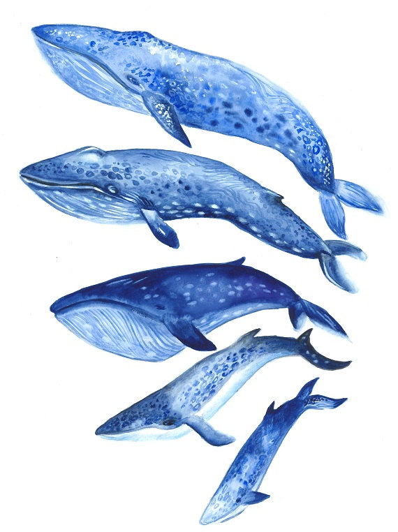 Blue Whales Drawing at GetDrawings Free download