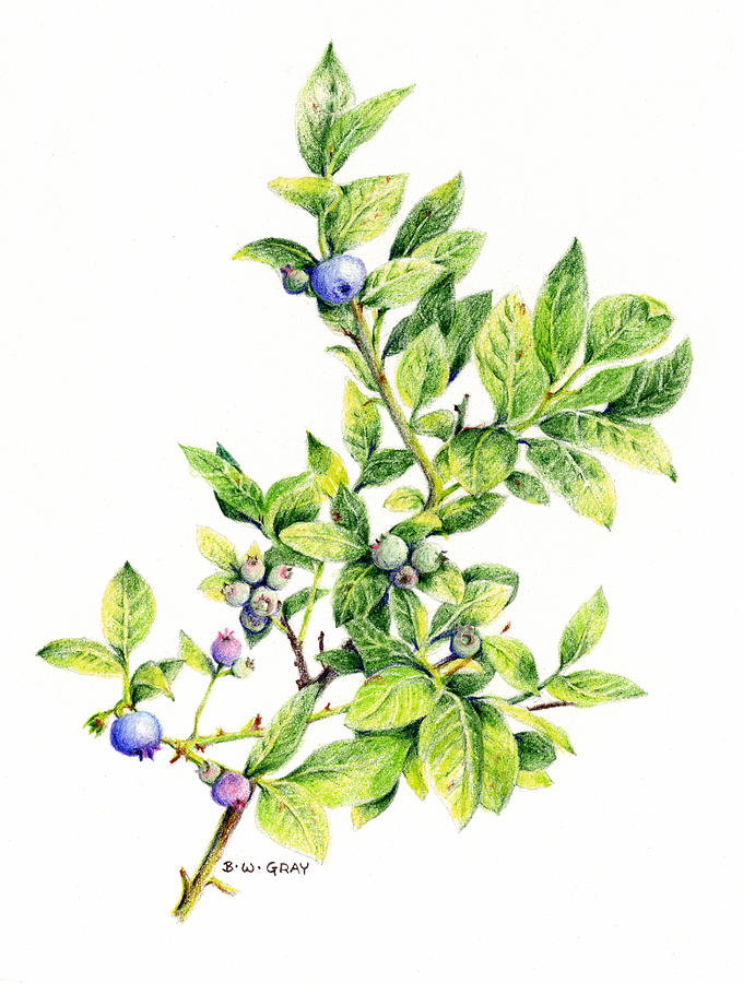 Blueberry Bush Drawing at GetDrawings Free download