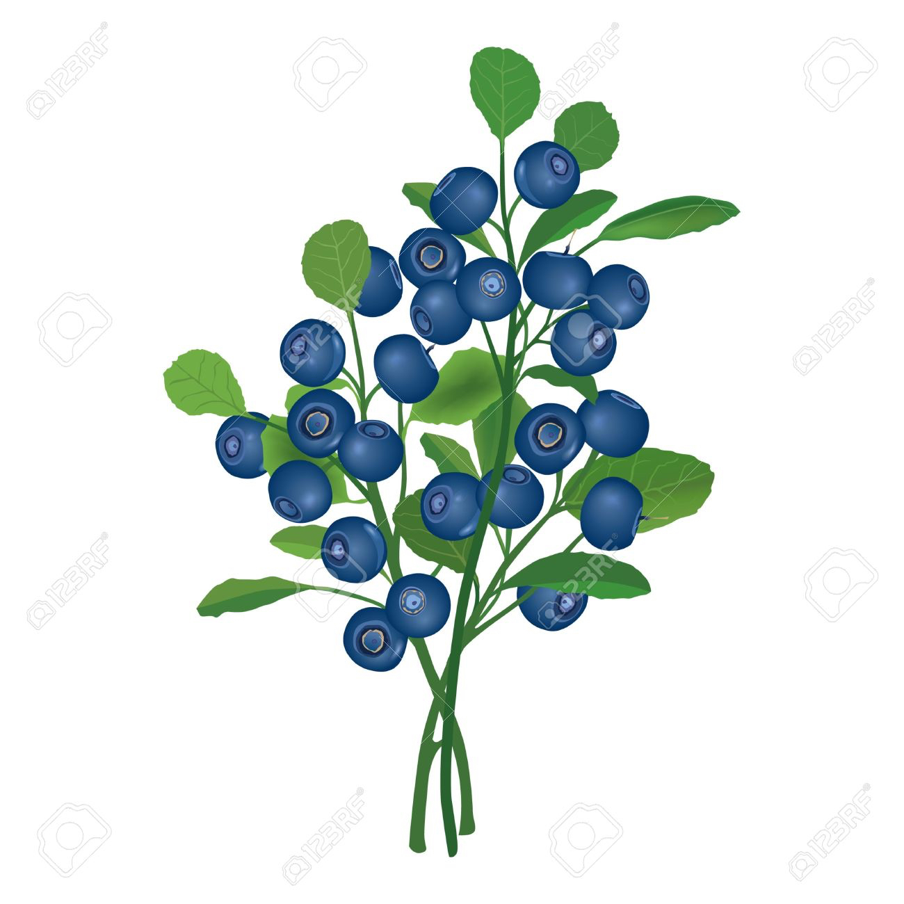 Blueberry Bush Drawing at GetDrawings Free download