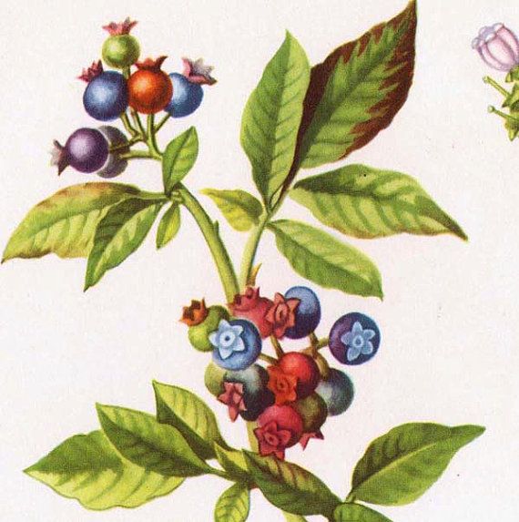 Blueberry Bush Drawing At Getdrawings Free Download