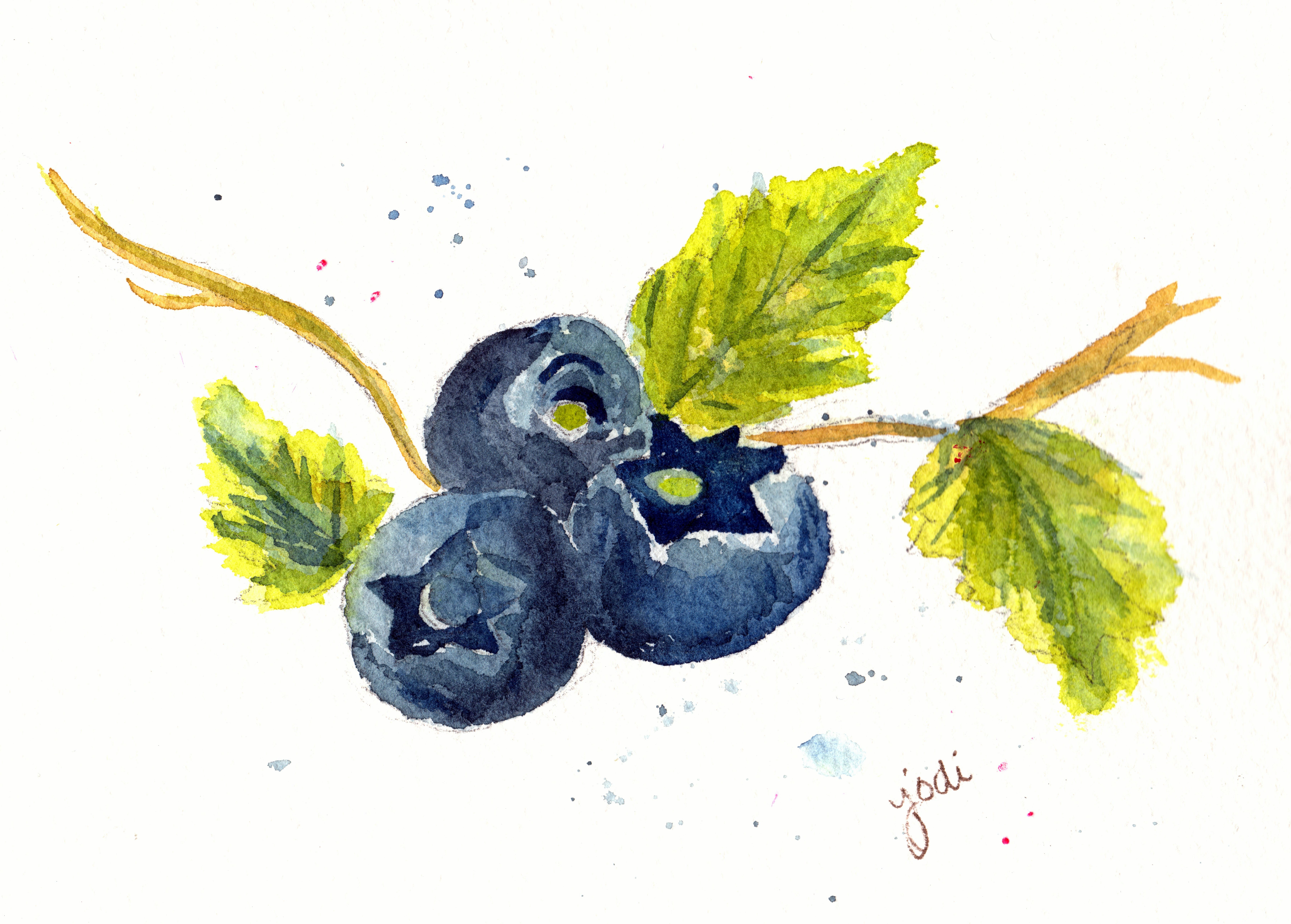 Blueberry Drawing at GetDrawings Free download