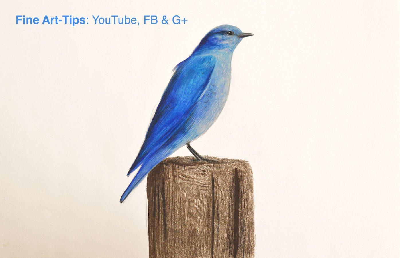 Bluebird Drawing at GetDrawings | Free download