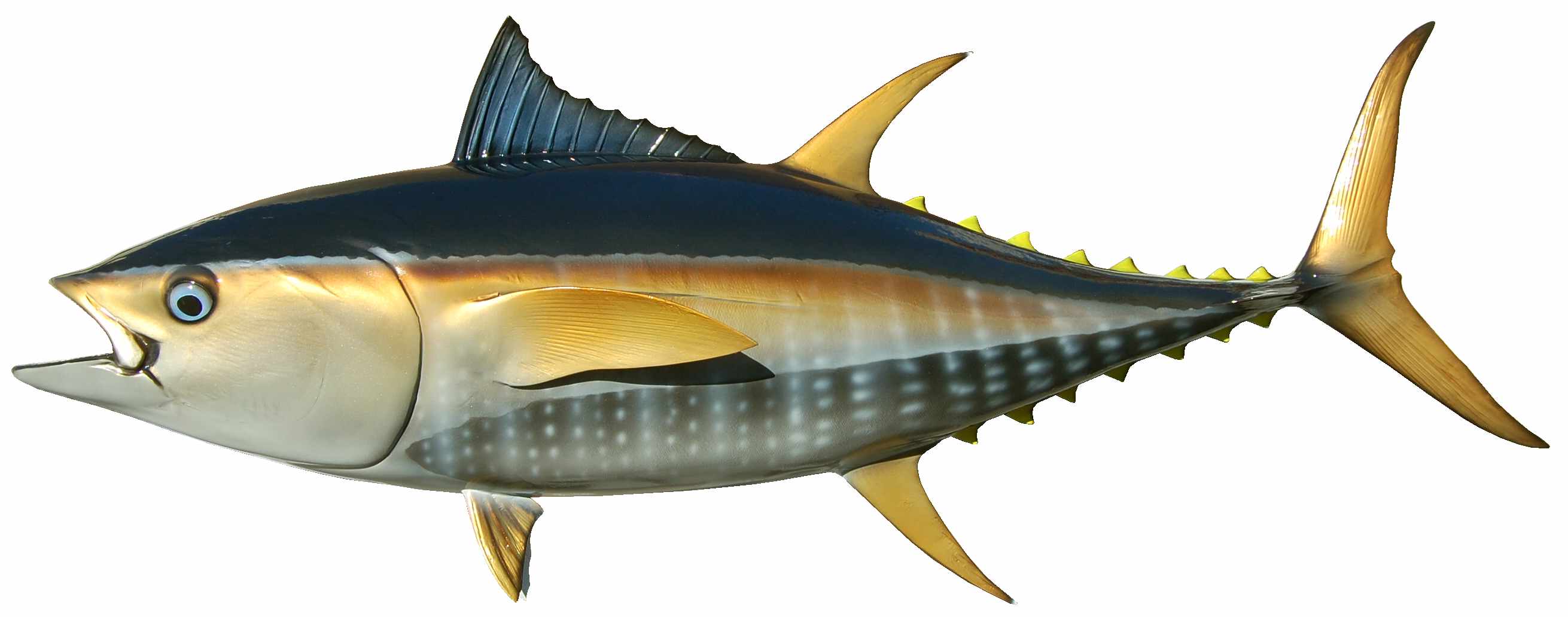 Bluefin Tuna Drawing at GetDrawings Free download