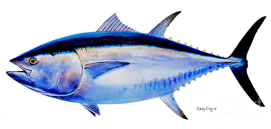 Bluefin Tuna Drawing at GetDrawings | Free download