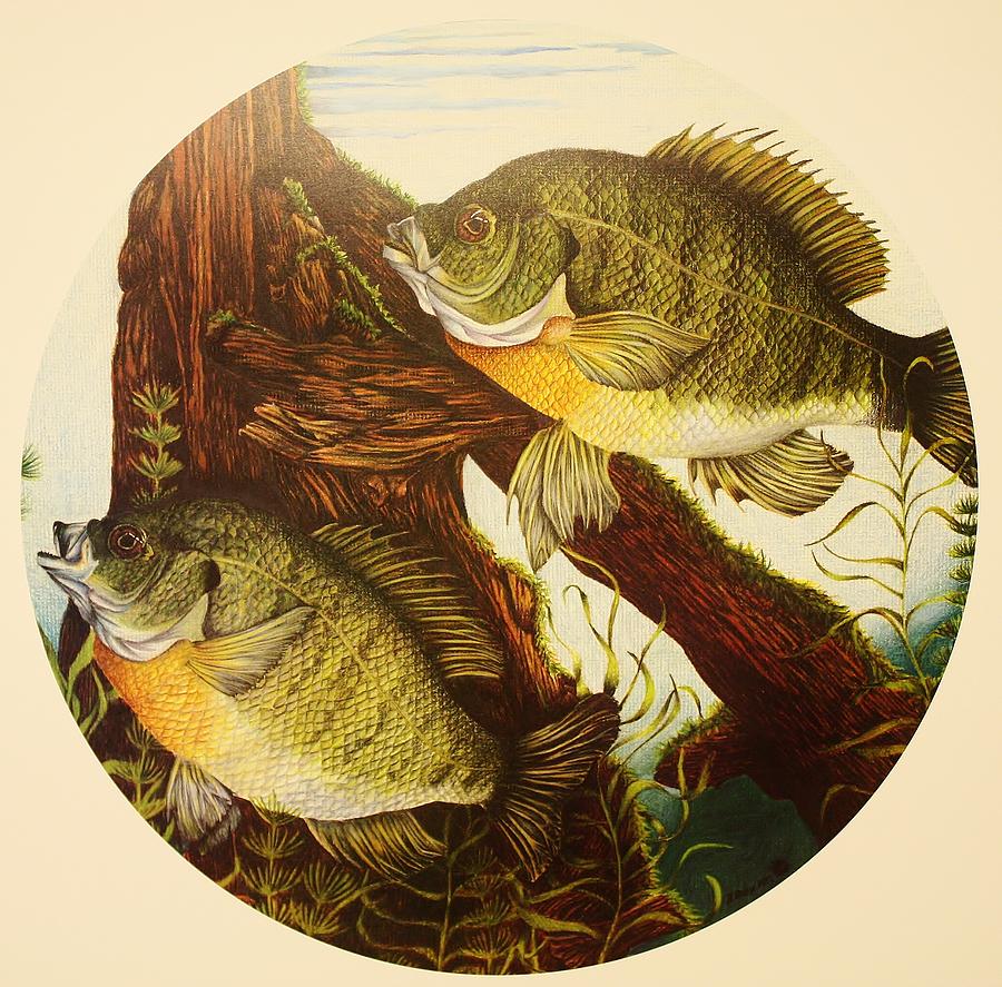 Bluegill Drawing at GetDrawings Free download