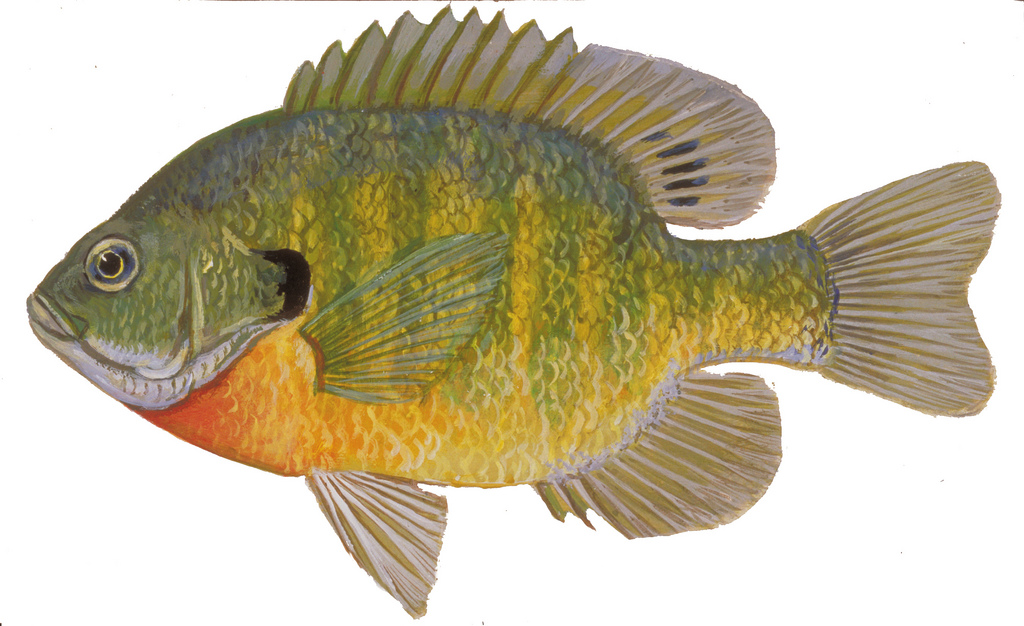 Amazing How To Draw A Bluegill in 2023 The ultimate guide 