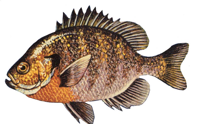 Bluegill Drawing at GetDrawings Free download