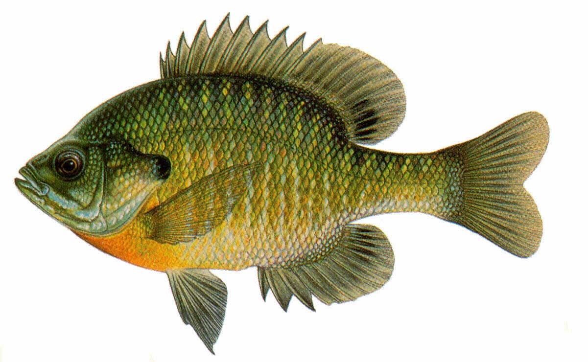 Bluegill Drawing at GetDrawings Free download