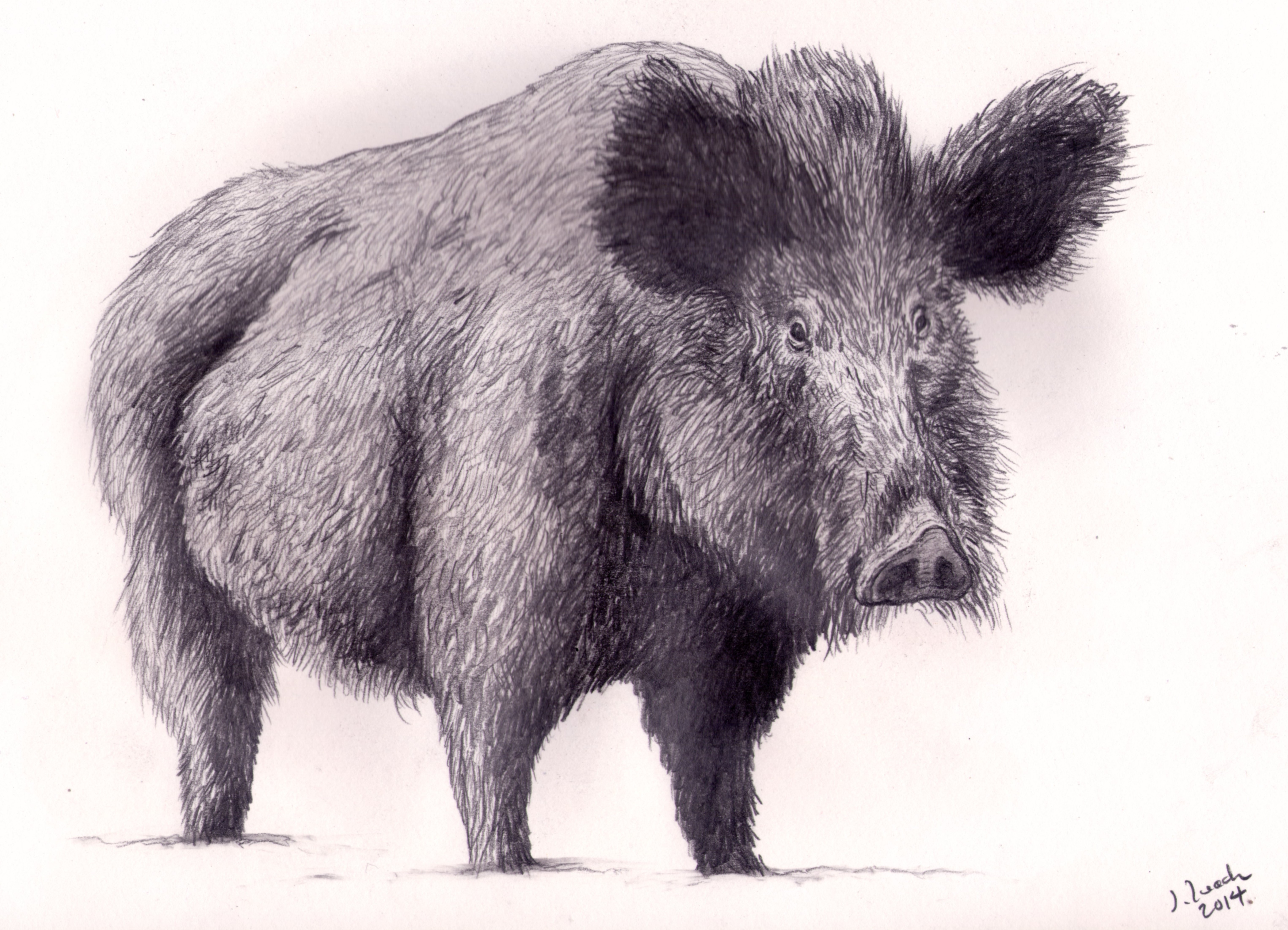Boar Drawing at GetDrawings Free download