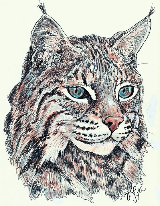 Bobcat Drawing at GetDrawings Free download
