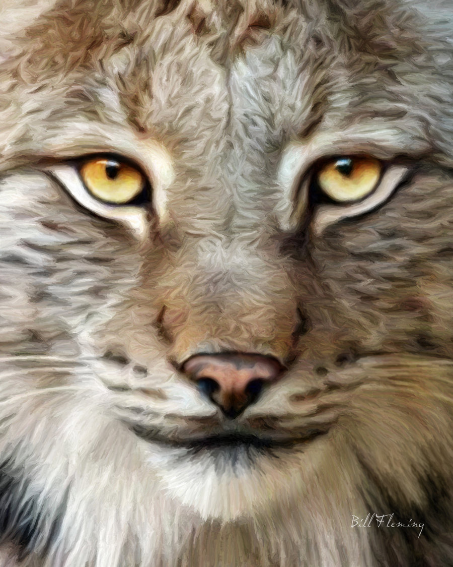 Bobcat Face Drawing at GetDrawings Free download