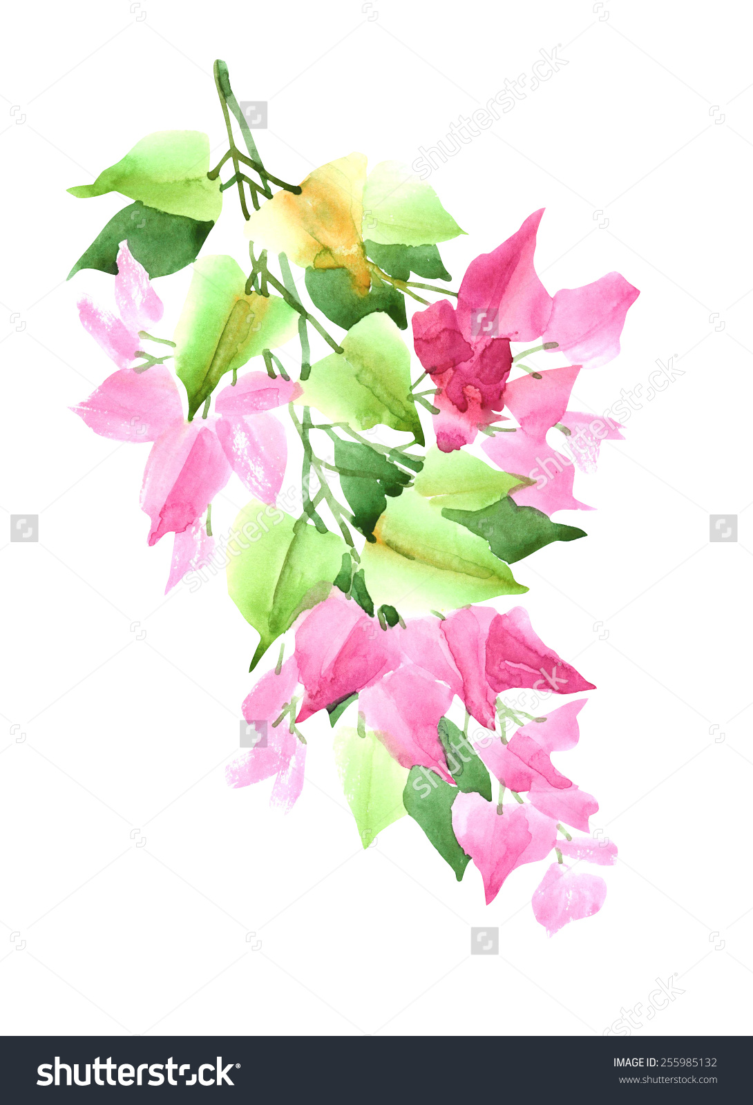 Bougainvillea Drawing at GetDrawings Free download