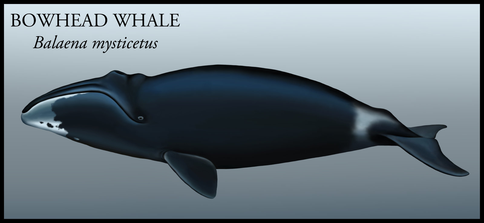 Bowhead Whale Drawing at GetDrawings Free download