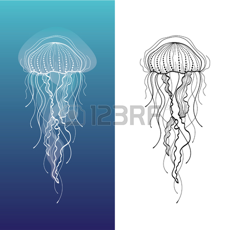 Box Jellyfish Drawing at GetDrawings | Free download