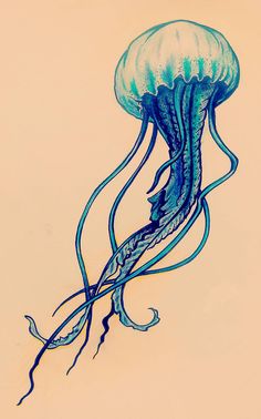 Box Jellyfish Drawing at GetDrawings | Free download