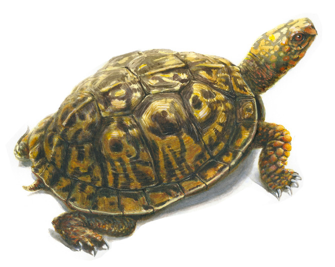 Box Turtle Drawing at GetDrawings Free download