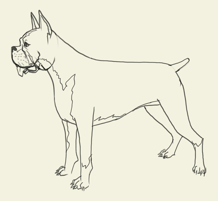 Boxer Dog Drawing at GetDrawings Free download