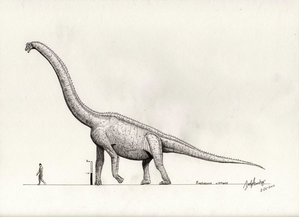 Brachiosaurus Drawing at GetDrawings | Free download