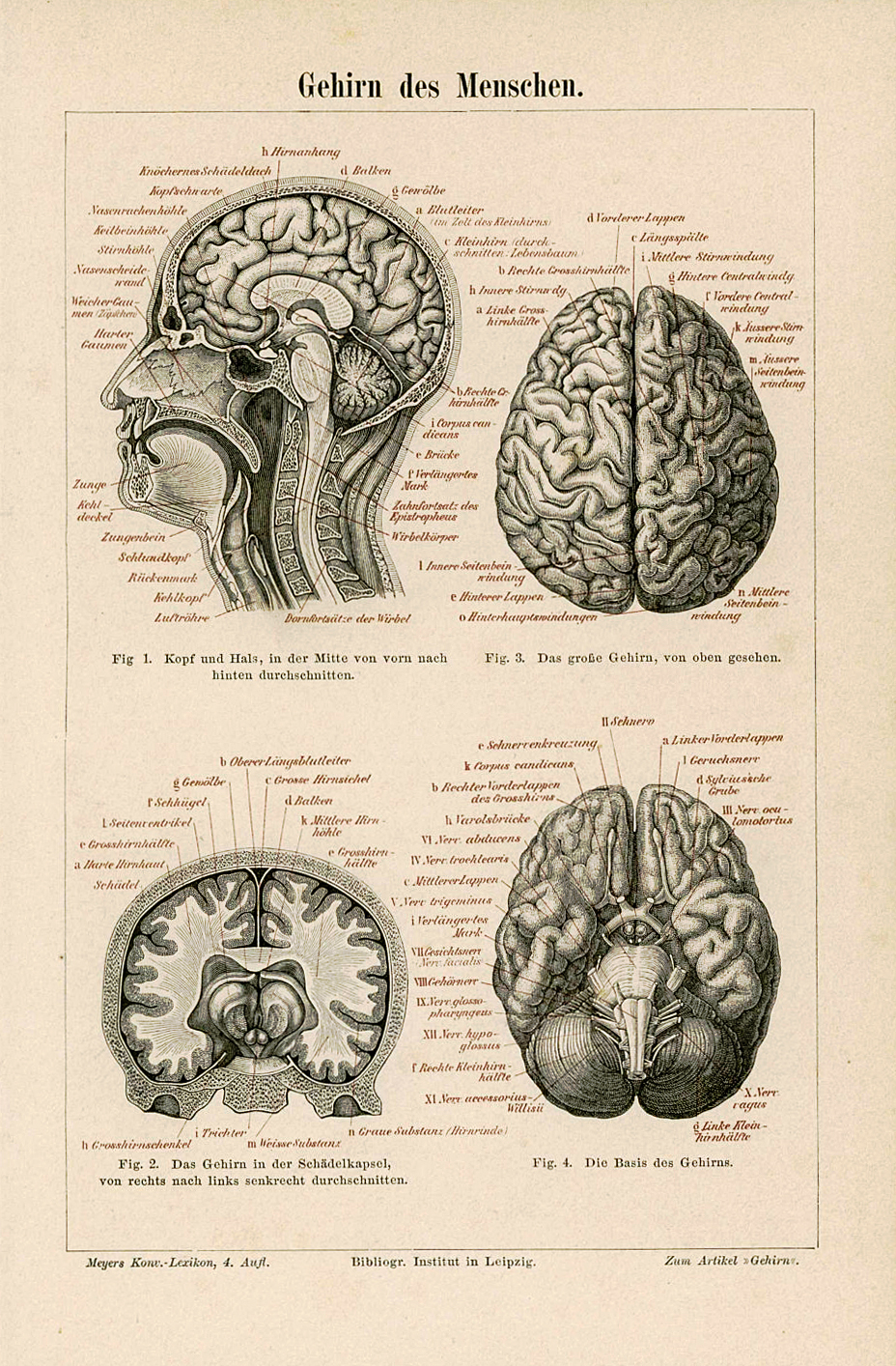 Brain Anatomy Drawing at GetDrawings | Free download