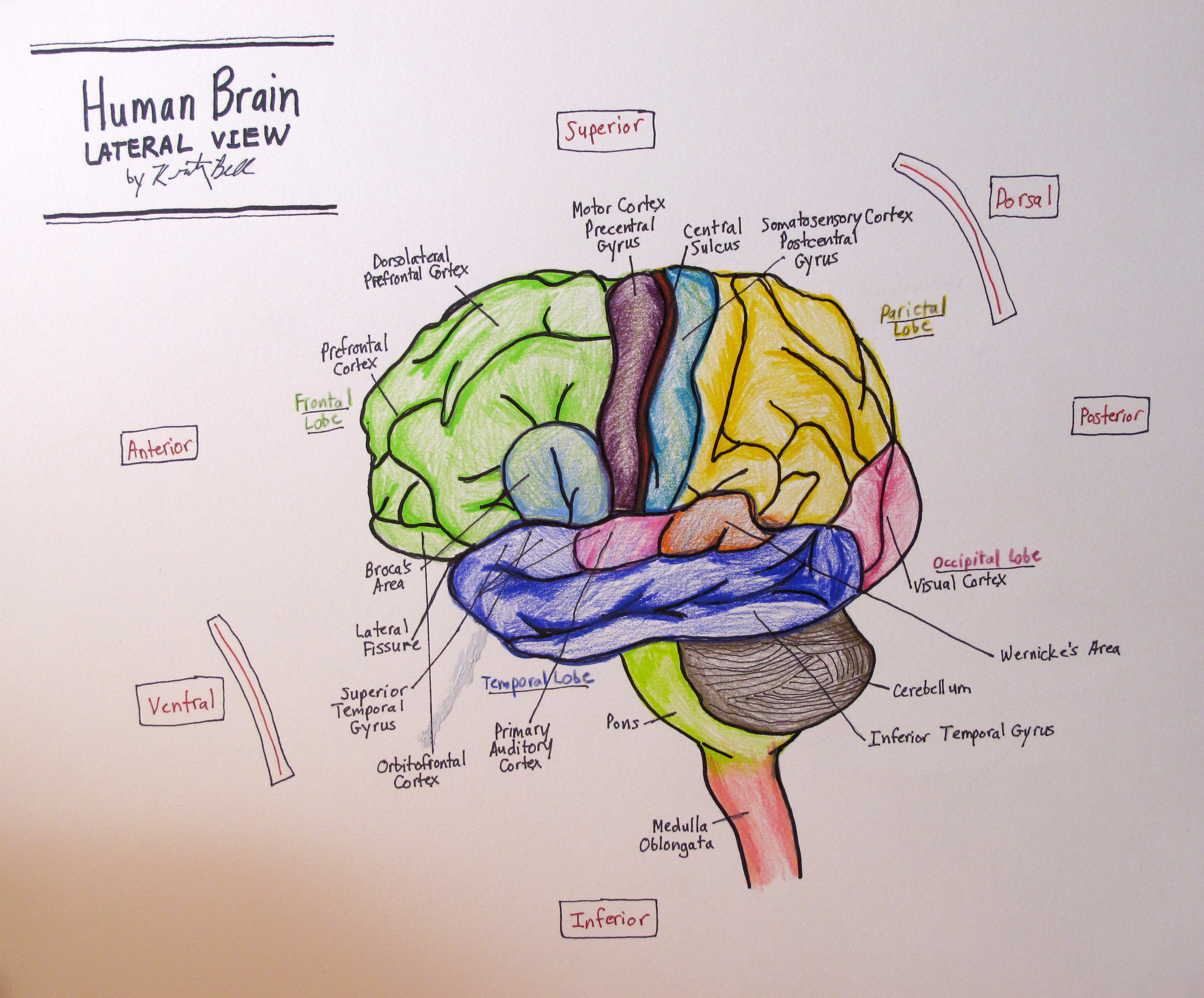 draw the diagram to show the structure of human brain label