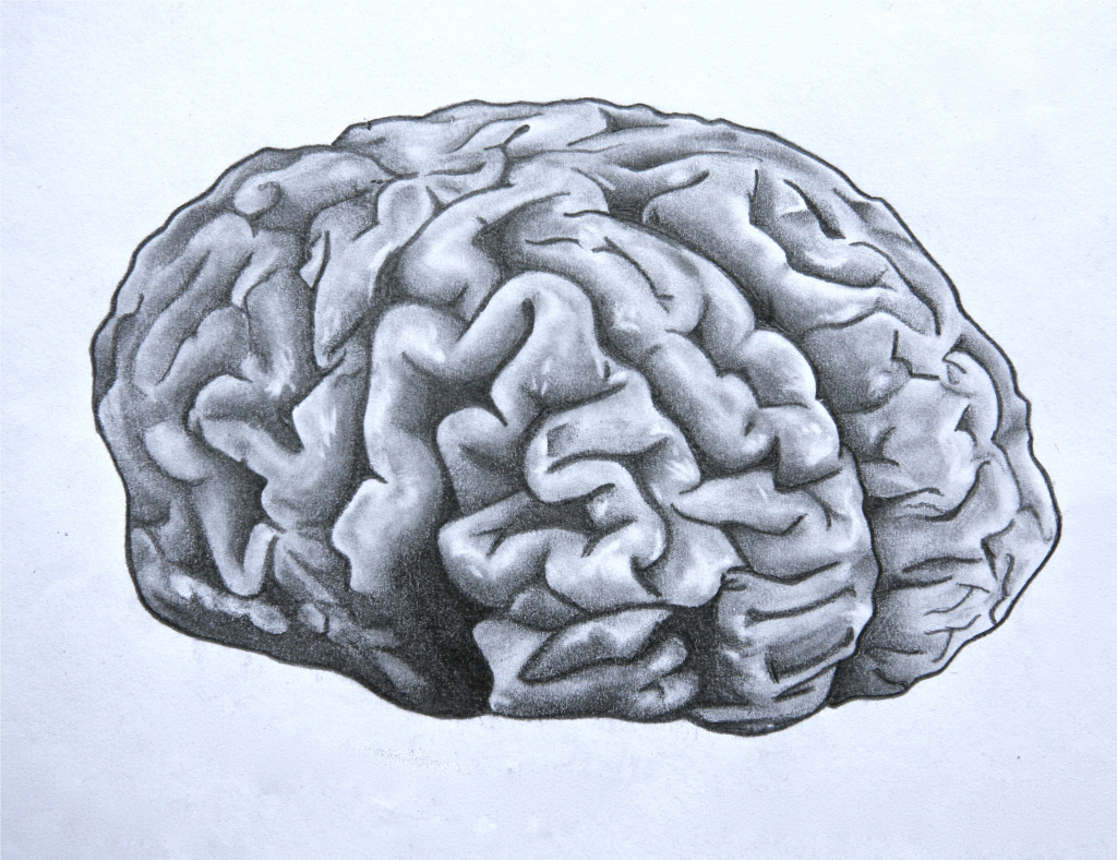 Brain Pencil Drawing at GetDrawings | Free download