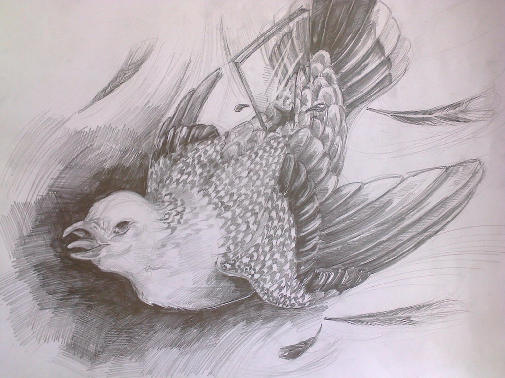 Broken Wing Drawing at GetDrawings Free download