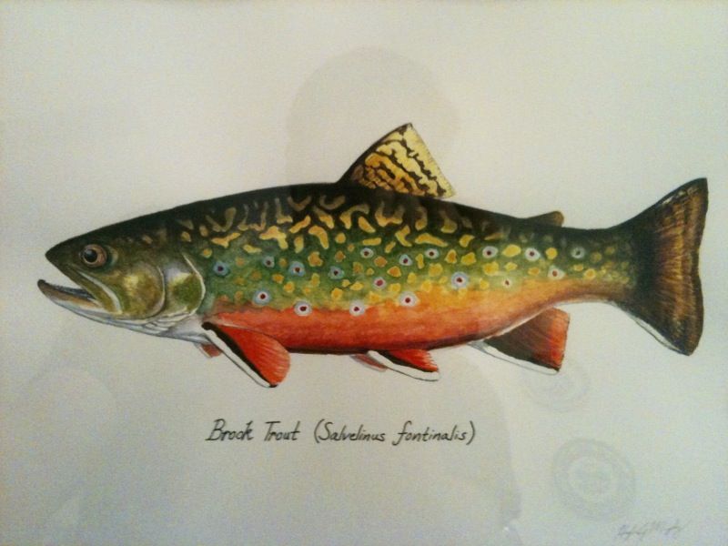 Brook Trout Drawing at GetDrawings Free download