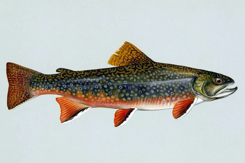 Brook Trout Drawing at GetDrawings Free download