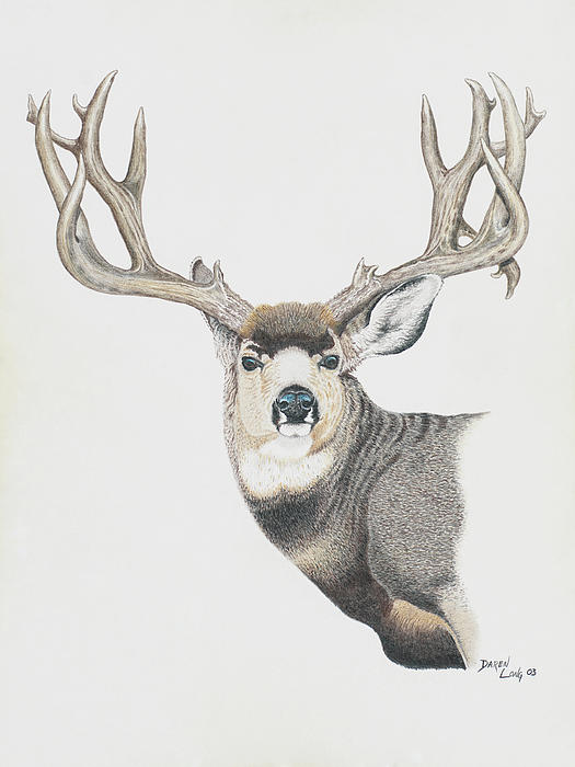 Buck Deer Drawing at GetDrawings | Free download