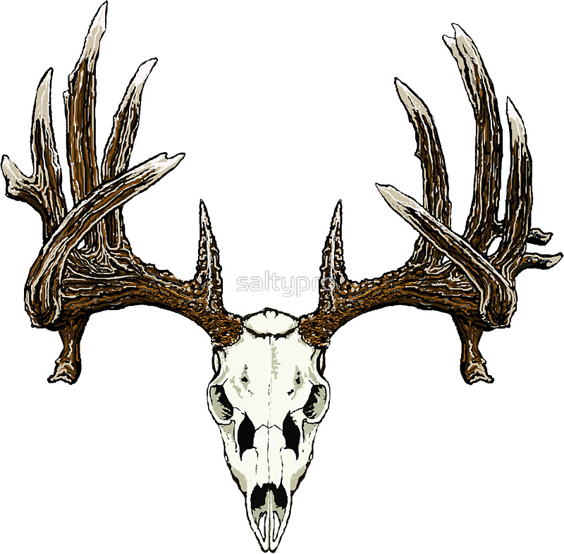 Buck Skull Drawing at GetDrawings Free download