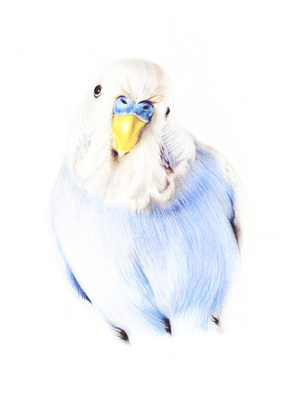 Budgie Drawing at GetDrawings | Free download