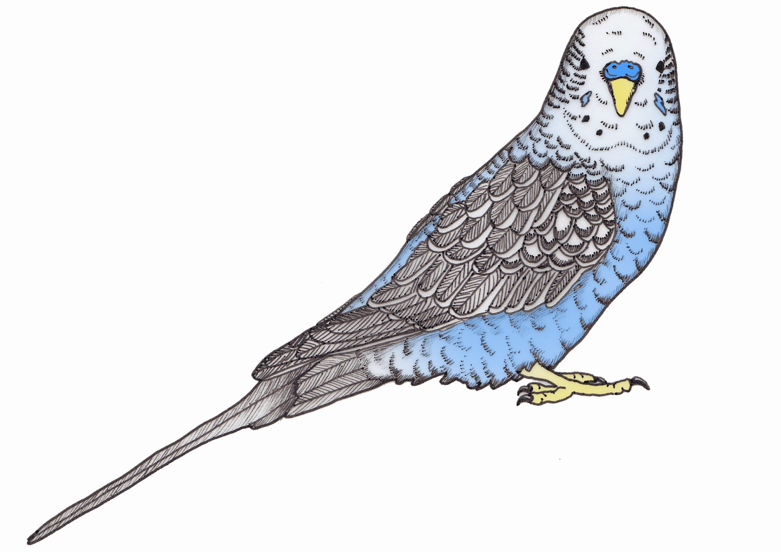 Budgie Drawing at GetDrawings Free download