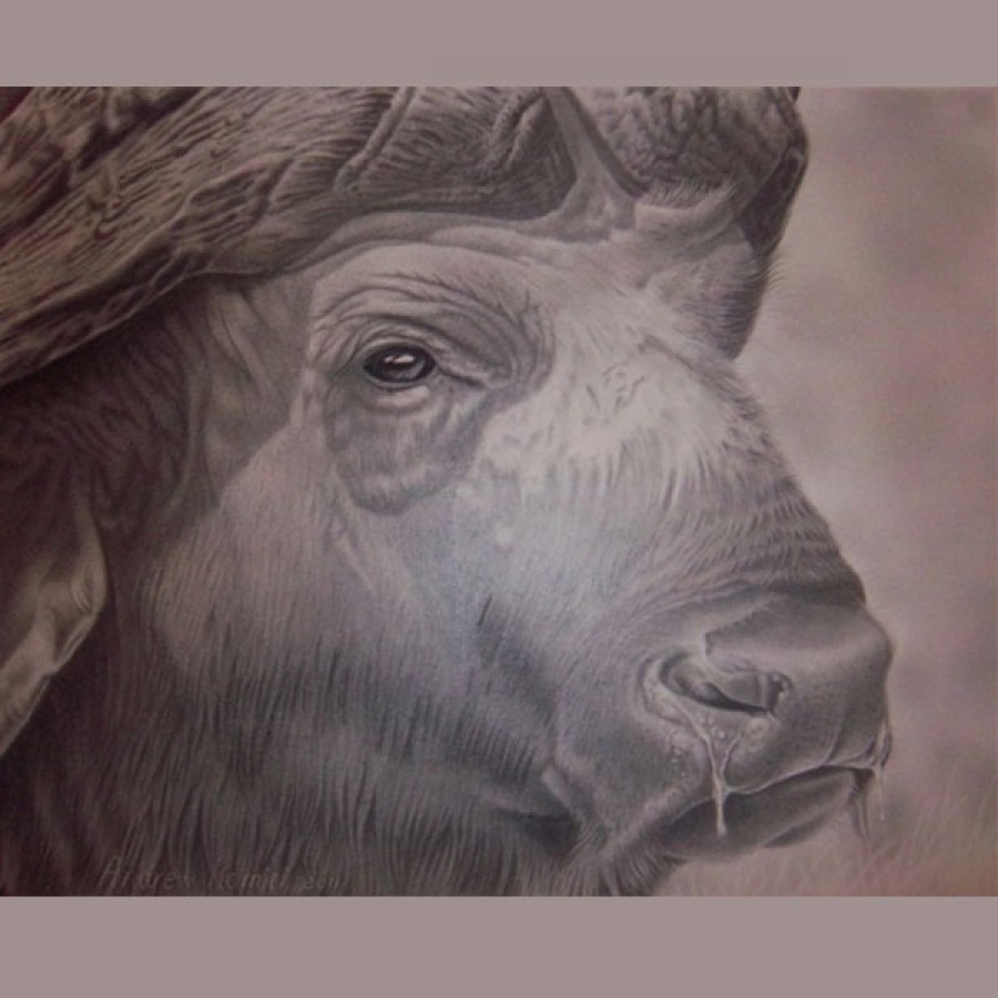 Buffalo Head Drawing at GetDrawings | Free download