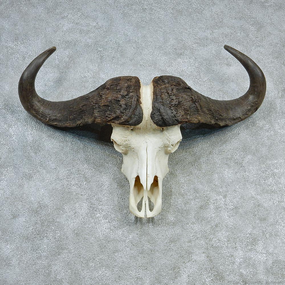 Buffalo Skulls Drawing at GetDrawings | Free download