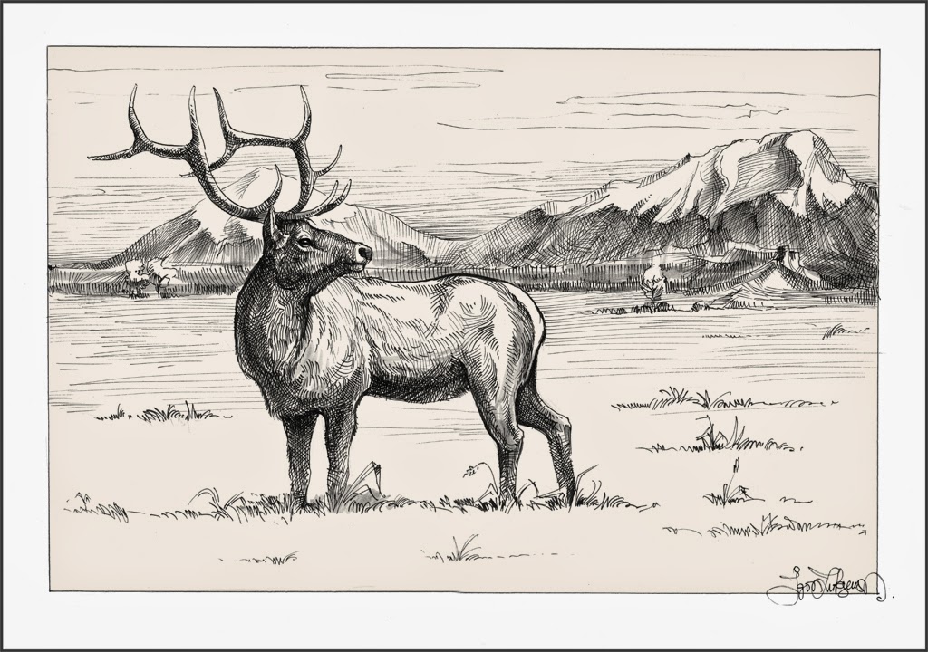 Bull Elk Drawing At Getdrawings Free Download