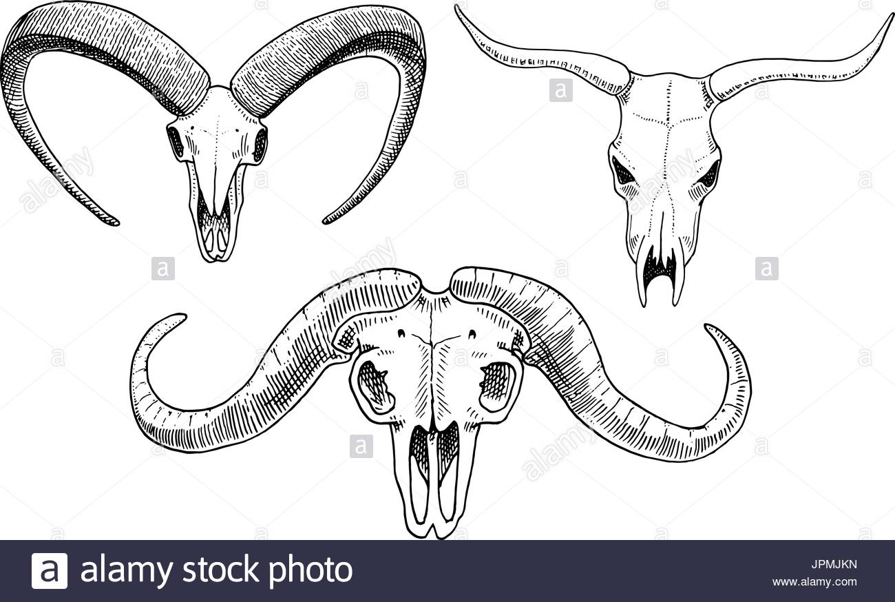 Bull Horns Drawing at GetDrawings Free download