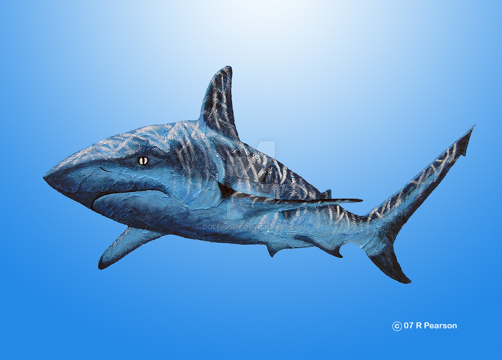 Bull Shark Drawing at GetDrawings Free download
