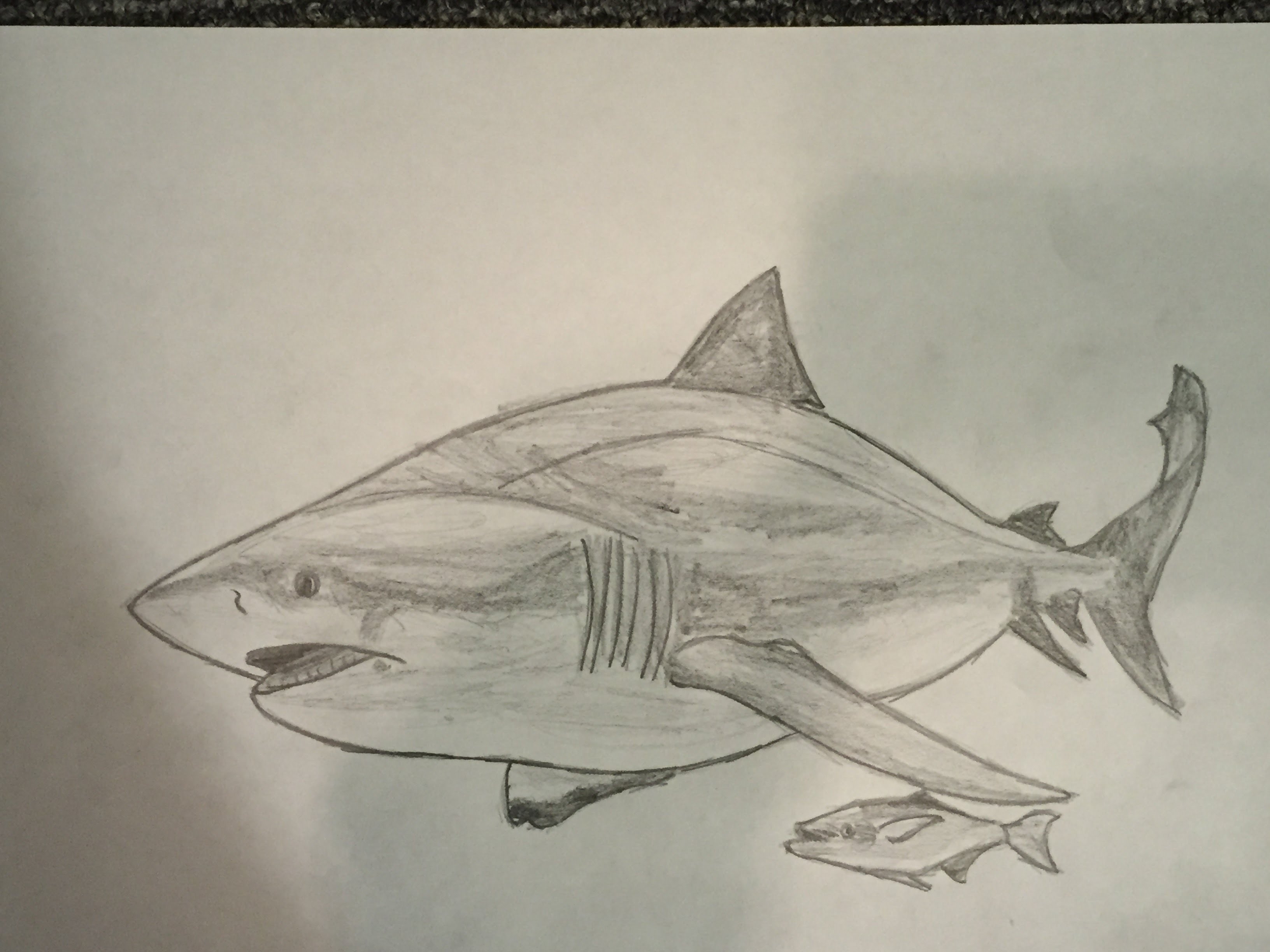 3264x2448 How To Draw A Bull Shark.
