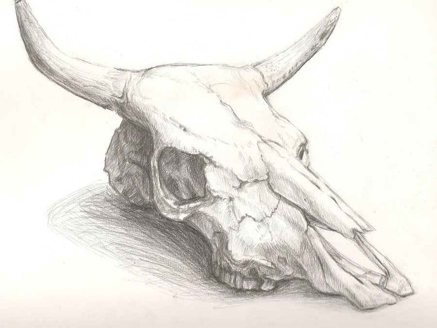 Bull Skull Drawing at GetDrawings | Free download