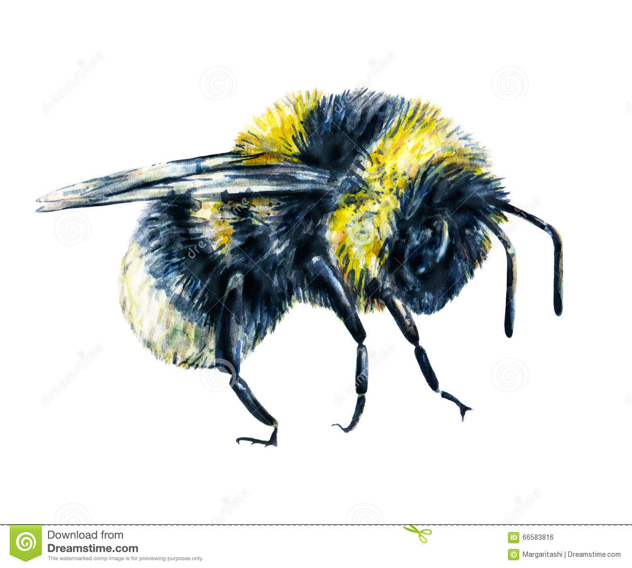 Bumble Bee Drawing at GetDrawings Free download