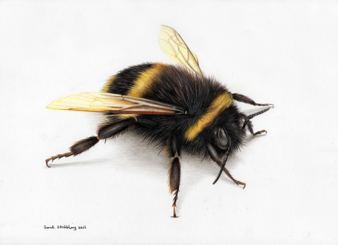 Bumblebee Insect Drawing At Getdrawings 