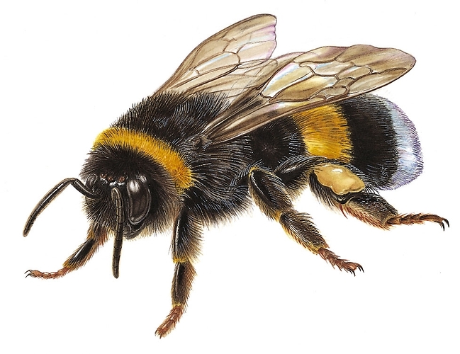 Bumblebee Insect Drawing at GetDrawings Free download