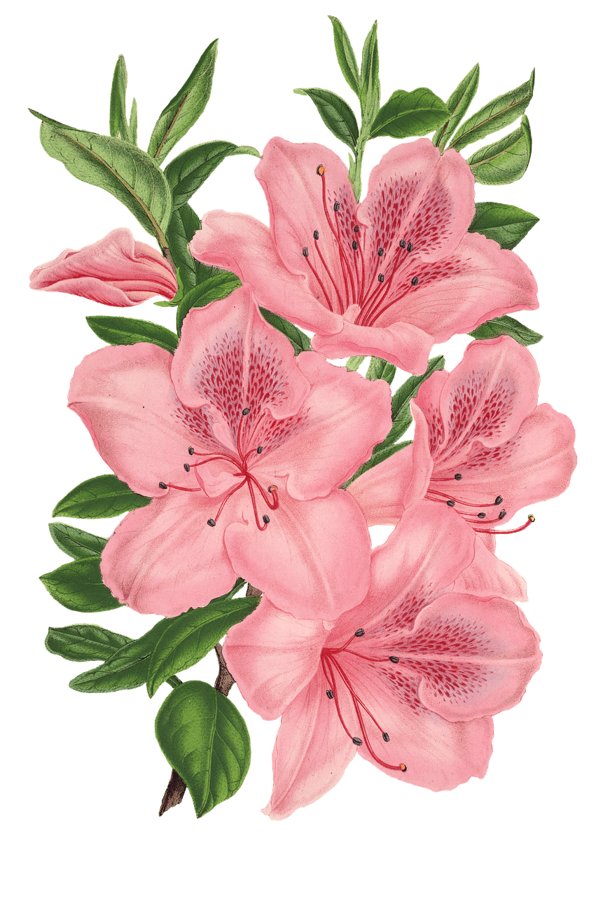 flower bunch drawing png