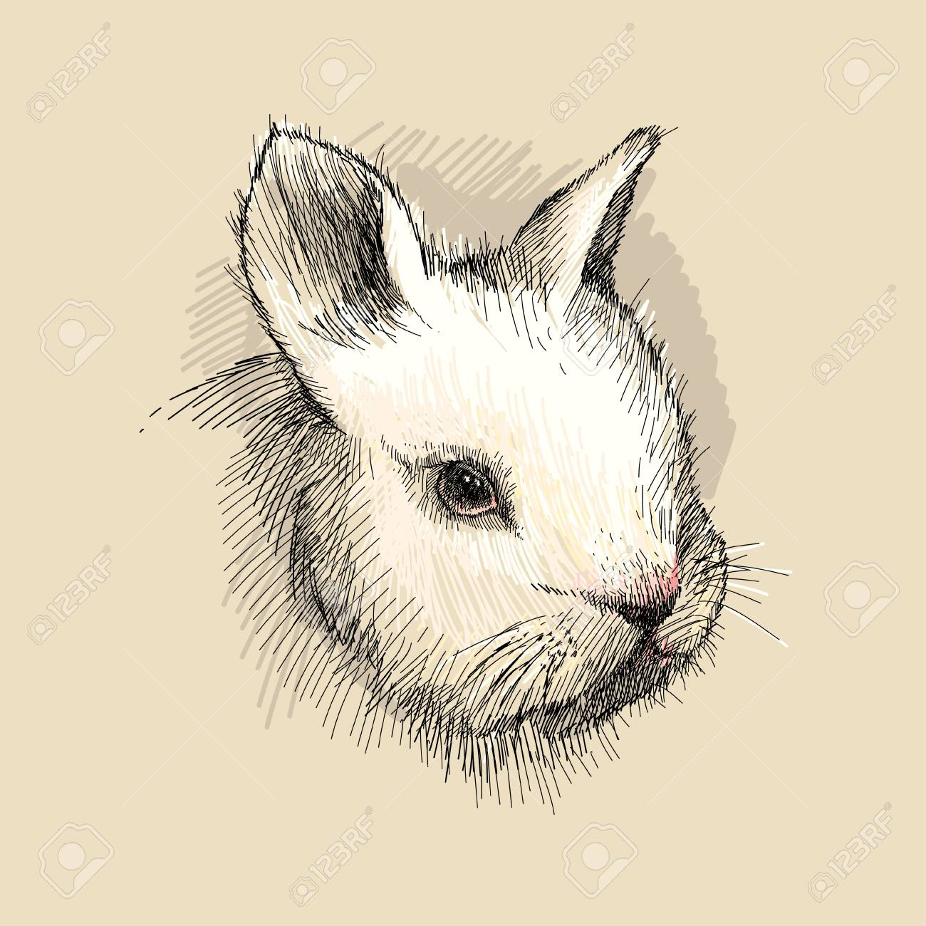 Голова кролика в профиль